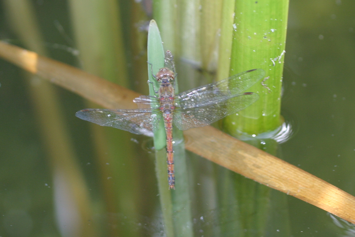 Sympetrum striolatum